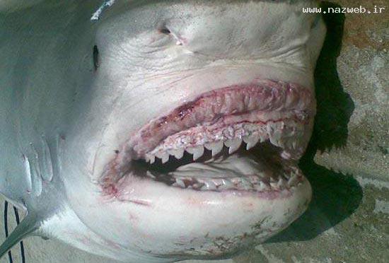 پیدا شدن دست و پای انسان در شکم یک کوسه! 18+