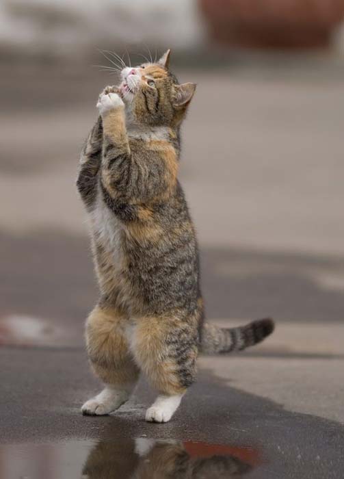 عکسهای دیدنی و خنده دار، www.pixnaz.info