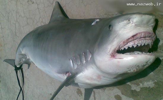 پیدا شدن دست و پای انسان در شکم یک کوسه! 18+