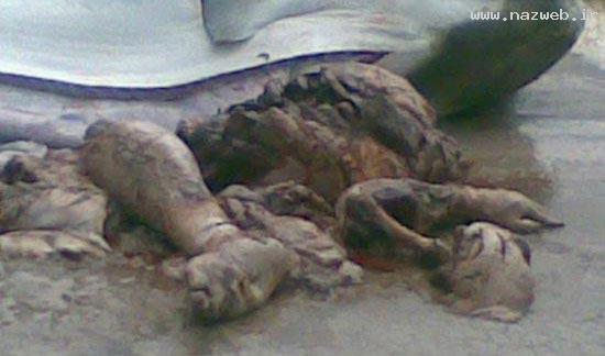 پیدا شدن دست و پای انسان در شکم یک کوسه! 18+