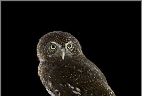 عکس های دیدنی آتیله ای زیبا از جغدها عکس های دیدنی آتیله ای زیبا از جغدها