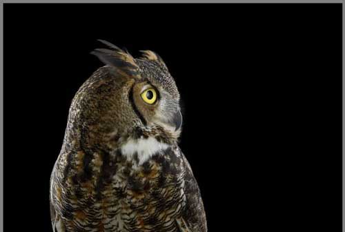 عکس های دیدنی آتیله ای زیبا از جغدها عکس های دیدنی آتیله ای زیبا از جغدها