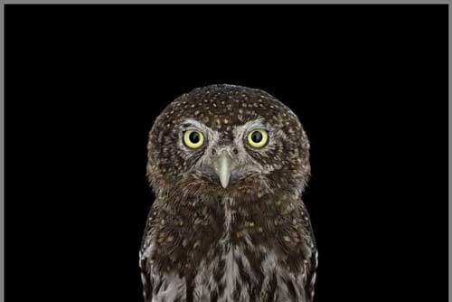 عکس های دیدنی آتیله ای زیبا از جغدها عکس های دیدنی آتیله ای زیبا از جغدها