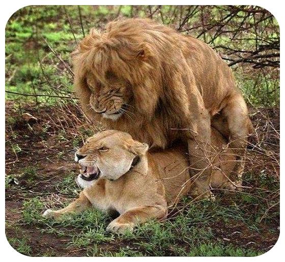 عکس های جفت گیری حیوانات