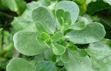 خاصیت درمانی خرفه,تخم خرفه,