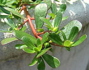 خاصیت خرفه،خاصیت گیاه خرفه