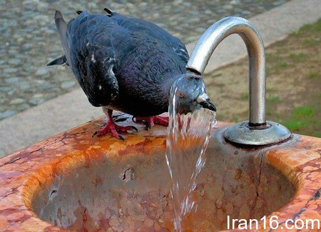 تصاویر طنز و خنده دار از حیوانات عکس های جالب