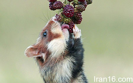 عکسهای جالب,تصاویر جالب