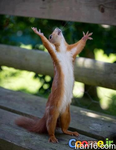 عکسهای جالب