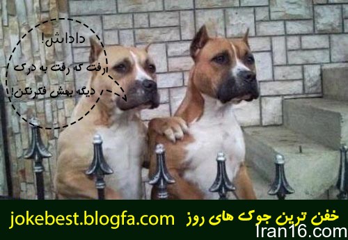 عکس_های_جالب_خنده_دار (4)