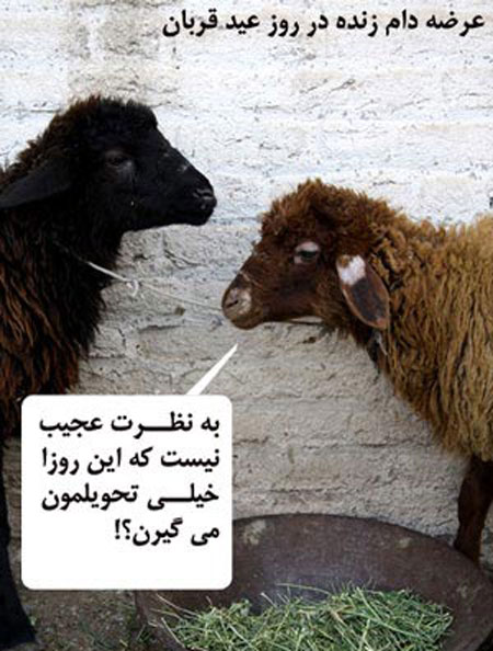 کاریکاتور عید قربان, طنز عید قربان 