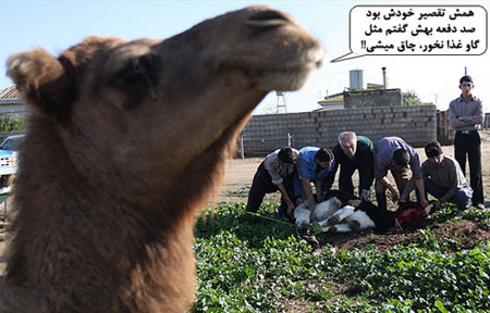 مطالب طنز و خنده دار, طنز عید قربان 