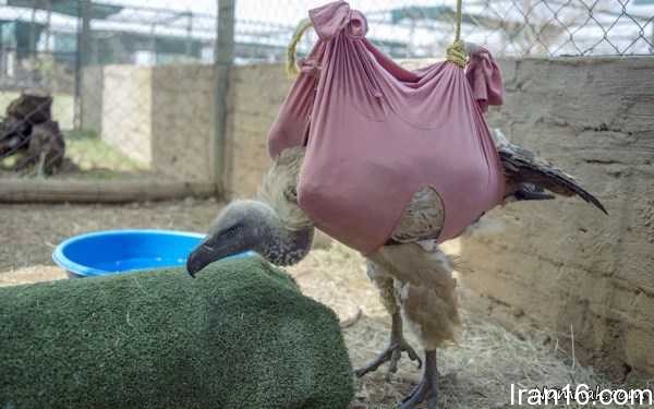 تصاویر-روز (2)