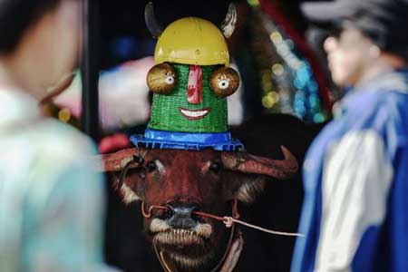 جشنواره مسابقات بوفالو در تایلند تصاویر دیدنی,تصاویر جالب,جشنواره مسابقات بوفالو