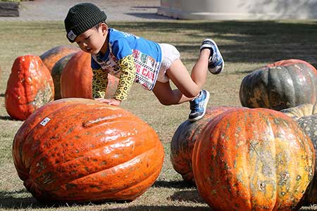 بازی با کدوتنبل ها- توکیو، ژاپن عکسهای جالب,عکسهای جذاب