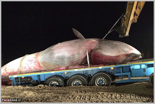 عکس،وال،نهنگ غول پیکر عکس،وال،نهنگ غول پیکر