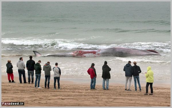 عکس،وال،نهنگ غول پیکر عکس،وال،نهنگ غول پیکر