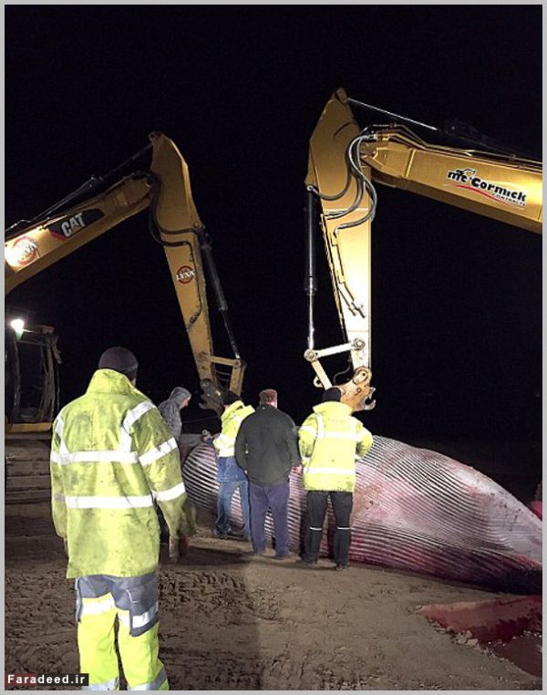 عکس،وال،نهنگ غول پیکر عکس،وال،نهنگ غول پیکر