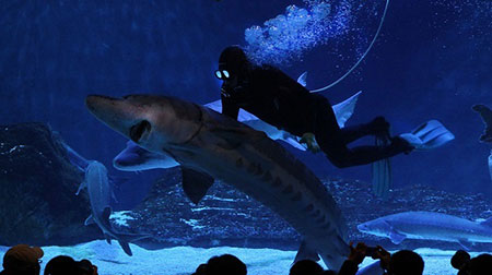 آکواریوم بزرگ پکن، چین عکسهای جالب,تصاویر دیدنی,آکواریوم