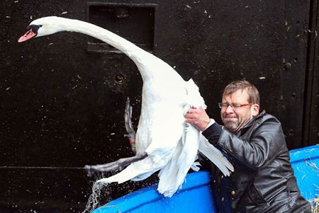 بیرون کشیدن یک قو از دریاچه – هامبورگ عکسهای جالب,عکسهای جذاب