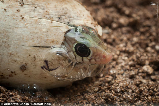 لحظه به دنیا آمدن یک مار