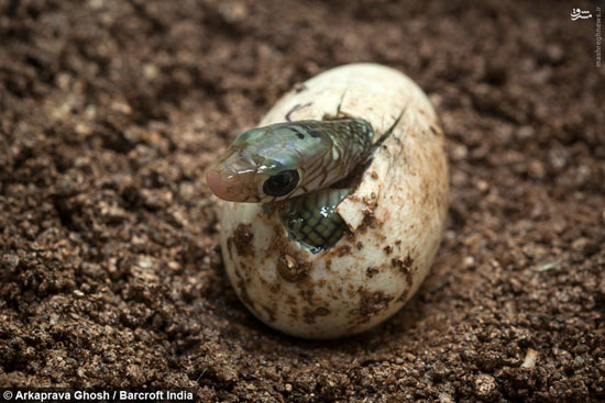 لحظه به دنیا آمدن یک مار