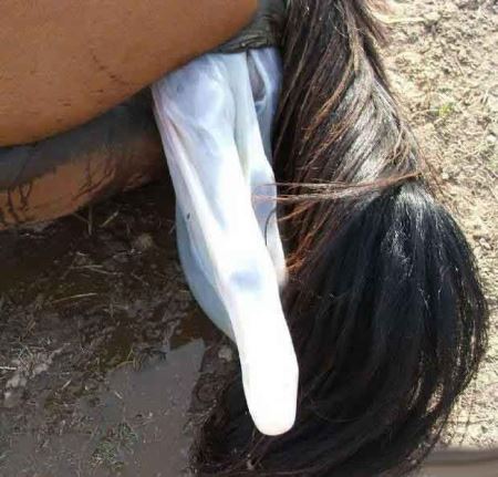 مراحل دیدنی زایمان طبیعی یک اسب (16+) مراحل دیدنی زایمان طبیعی یک اسب (16+)