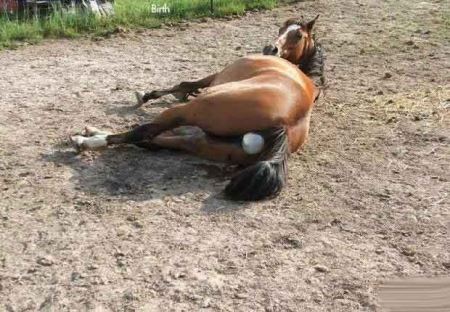 مراحل دیدنی زایمان طبیعی یک اسب (16+) مراحل دیدنی زایمان طبیعی یک اسب (16+)