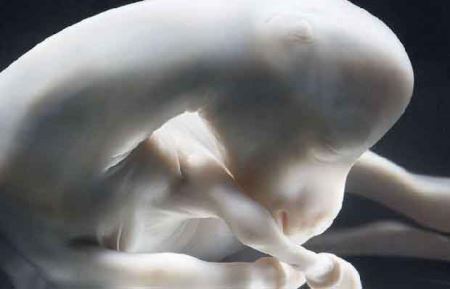 مراحل دیدنی زایمان طبیعی یک اسب (16+) مراحل دیدنی زایمان طبیعی یک اسب (16+)