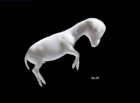 مراحل دیدنی زایمان طبیعی یک اسب (16+) مراحل دیدنی زایمان طبیعی یک اسب (16+)