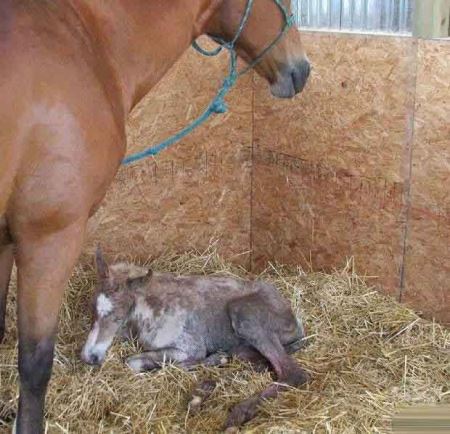 مراحل دیدنی زایمان طبیعی یک اسب (16+) مراحل دیدنی زایمان طبیعی یک اسب (16+)