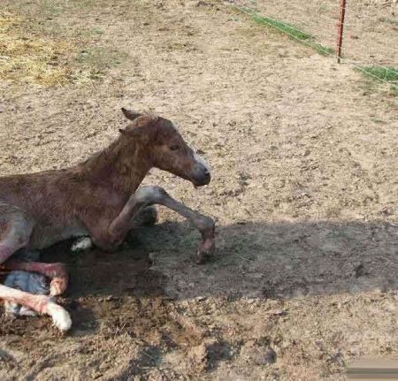 مراحل دیدنی زایمان طبیعی یک اسب (16+) مراحل دیدنی زایمان طبیعی یک اسب (16+)