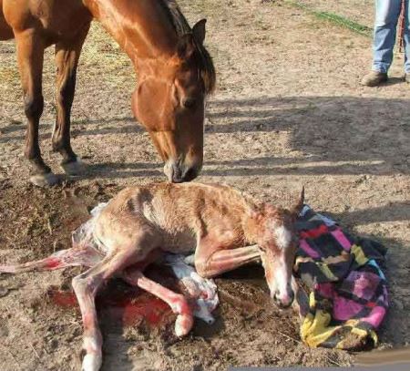 مراحل دیدنی زایمان طبیعی یک اسب (16+) مراحل دیدنی زایمان طبیعی یک اسب (16+)