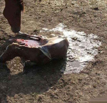 مراحل دیدنی زایمان طبیعی یک اسب (16+) مراحل دیدنی زایمان طبیعی یک اسب (16+)