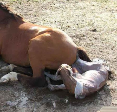 مراحل دیدنی زایمان طبیعی یک اسب (16+) مراحل دیدنی زایمان طبیعی یک اسب (16+)