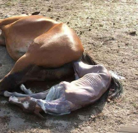 مراحل دیدنی زایمان طبیعی یک اسب (16+) مراحل دیدنی زایمان طبیعی یک اسب (16+)