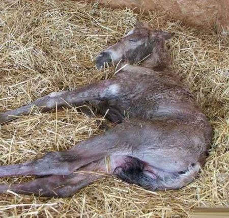 مراحل دیدنی زایمان طبیعی یک اسب (16+) مراحل دیدنی زایمان طبیعی یک اسب (16+)