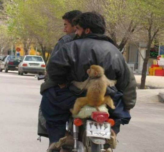 عکس های بامزه از ایران عکس های بامزه از ایران