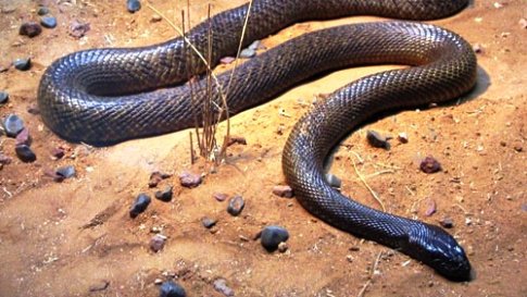 این مار با زهرش 100 نفر را درجا می کشد!! عکس 1 مار تایپان خطرناک ترین مار دنیا