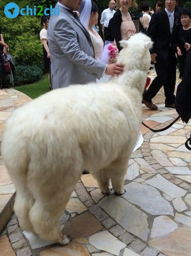 شتر بانمک در نقش ساقدوش عروس و داماد + عکس