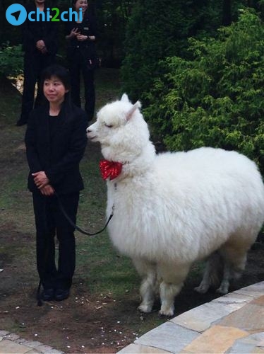 شتر بانمک در نقش ساقدوش عروس و داماد + عکس