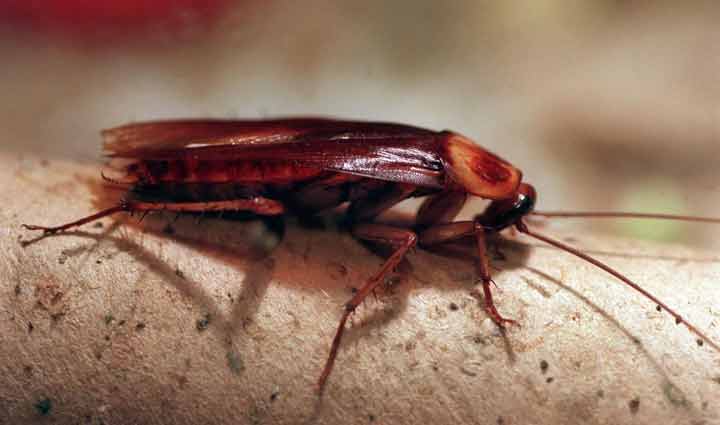 (از بین بردن سوسک)+ سوسک حمام