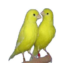 سود پرورش قناری