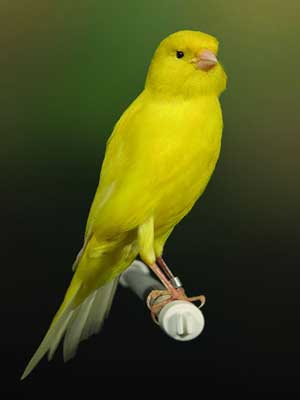 آموزش نگهداری قناری