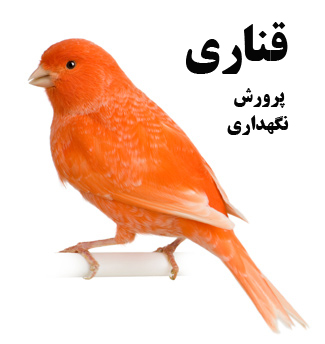 آموزش پرورش قناری