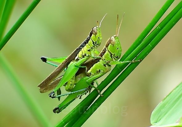 جفت گیری و تولید مثل ملخ ها