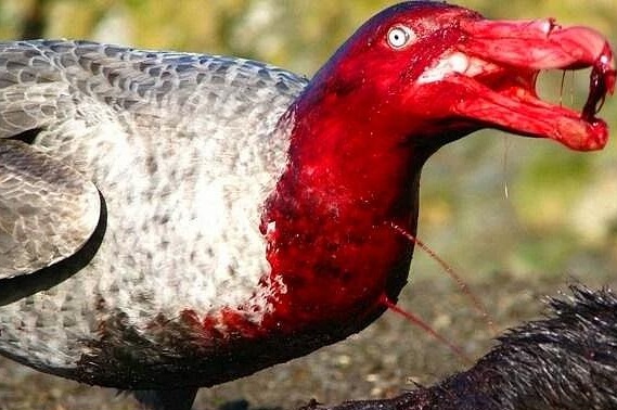 لحظه شکار حیوانات وحشی