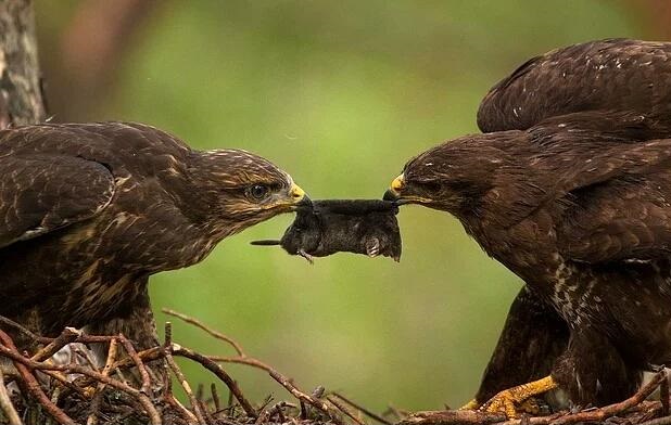 لحظه شکار حیوانات وحشی