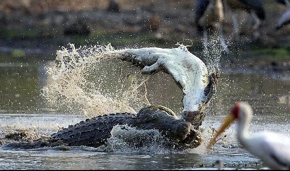 شکار حیوانات وحشی