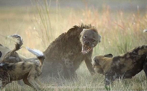 لحظه شکار حیوان وحشی